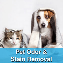 Pet Odor & Stain Removal