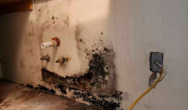 Mold Remediation nav