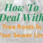 Tree Roots In Your Sewer Line