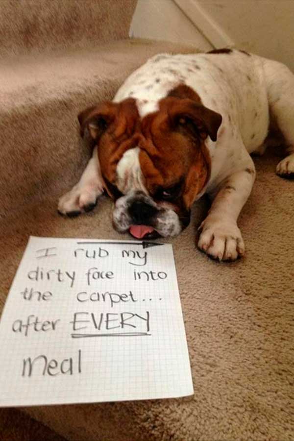 Pet Stain and Odor Removal in Bend