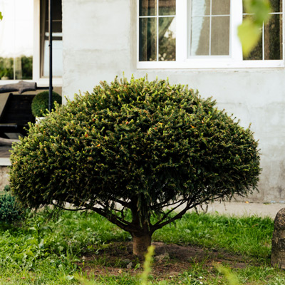 Small shrub in front of white home.