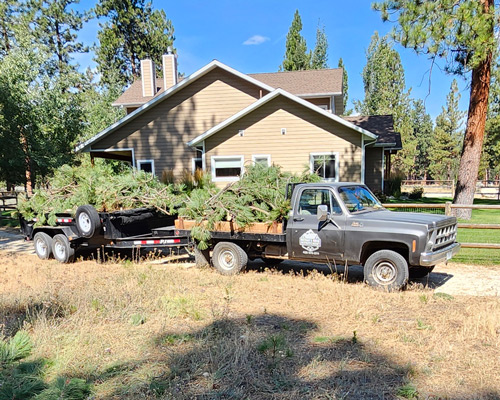 Black work truck with Nathan's Home Improvement logo on the side. The truck is carrying cut tree branches. 