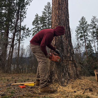 Young man in red hoody cutting down a tree.