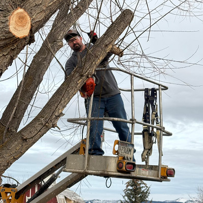 Man in his 30s with a dark beard trimming a tree.
