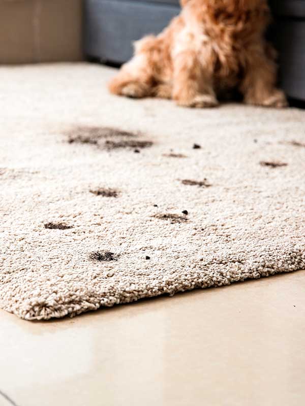 Pet Stain & Odor Removal in Anoka