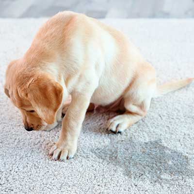 Pet Stain & Odor Removal in Anoka
