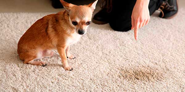 Pet Stain & Odor Removal