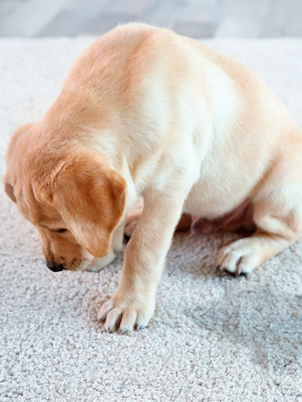 Pet Urine Odor Removal in Altamonte Springs